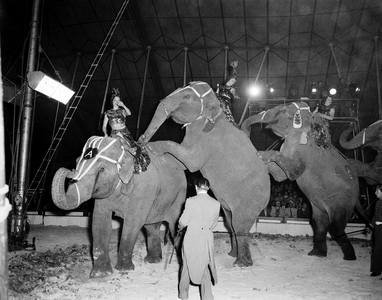 832114 Afbeelding van een dressuurnummer met olifanten in een circus.